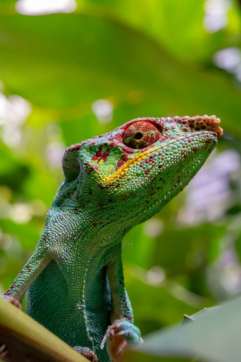 cameleon-nosy-be