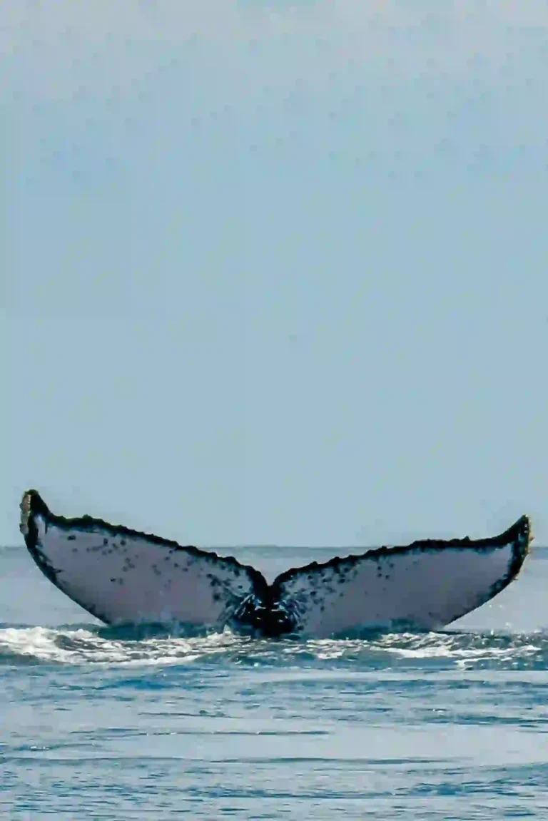 baleine a bosse nosy be