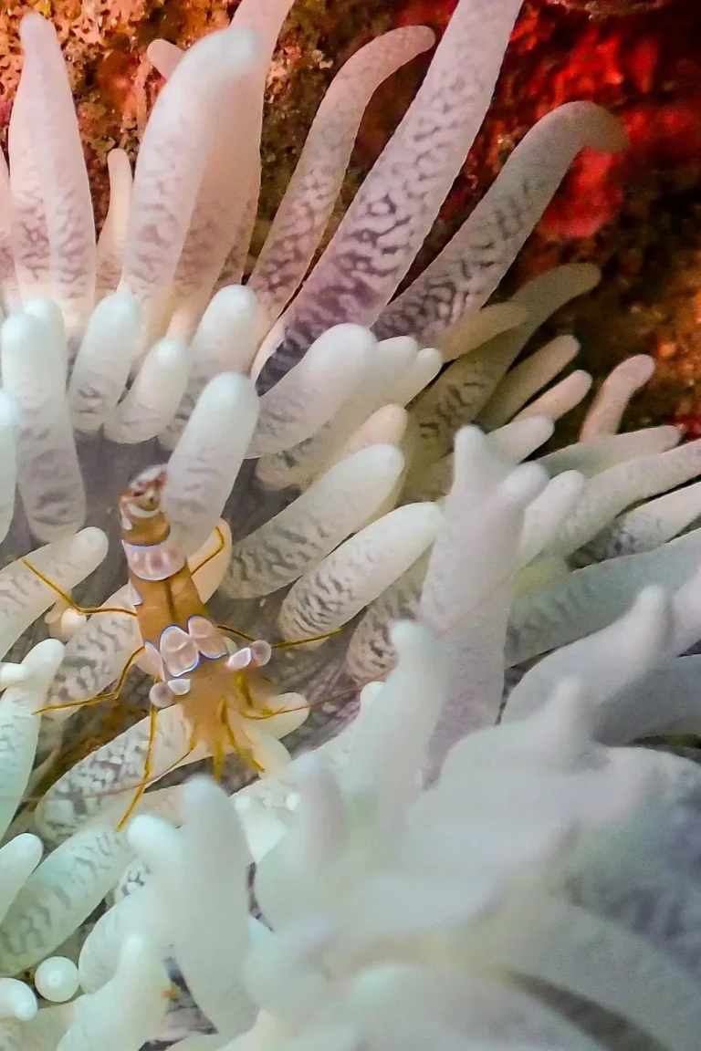 corail-plongée-spot-nosy-be