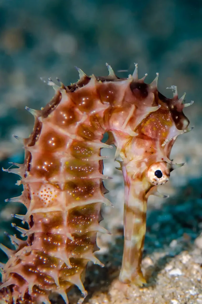 hippocampe plongée nosy be