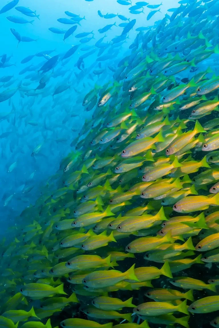 poisson-plongée-nosy-be