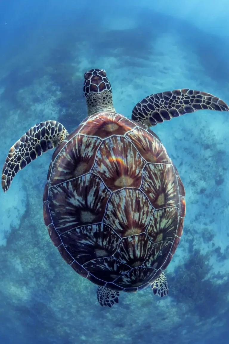 tortue-verte-sakatia-snorkeling-plongée-nosy-be